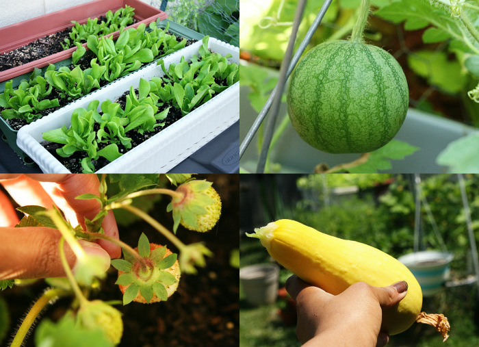 containergardencrops