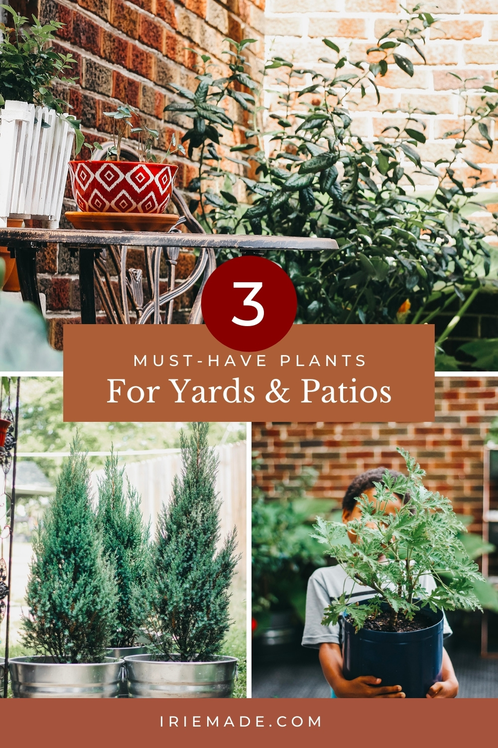 3 Must-Have Plants for Your Yard or Patio Space