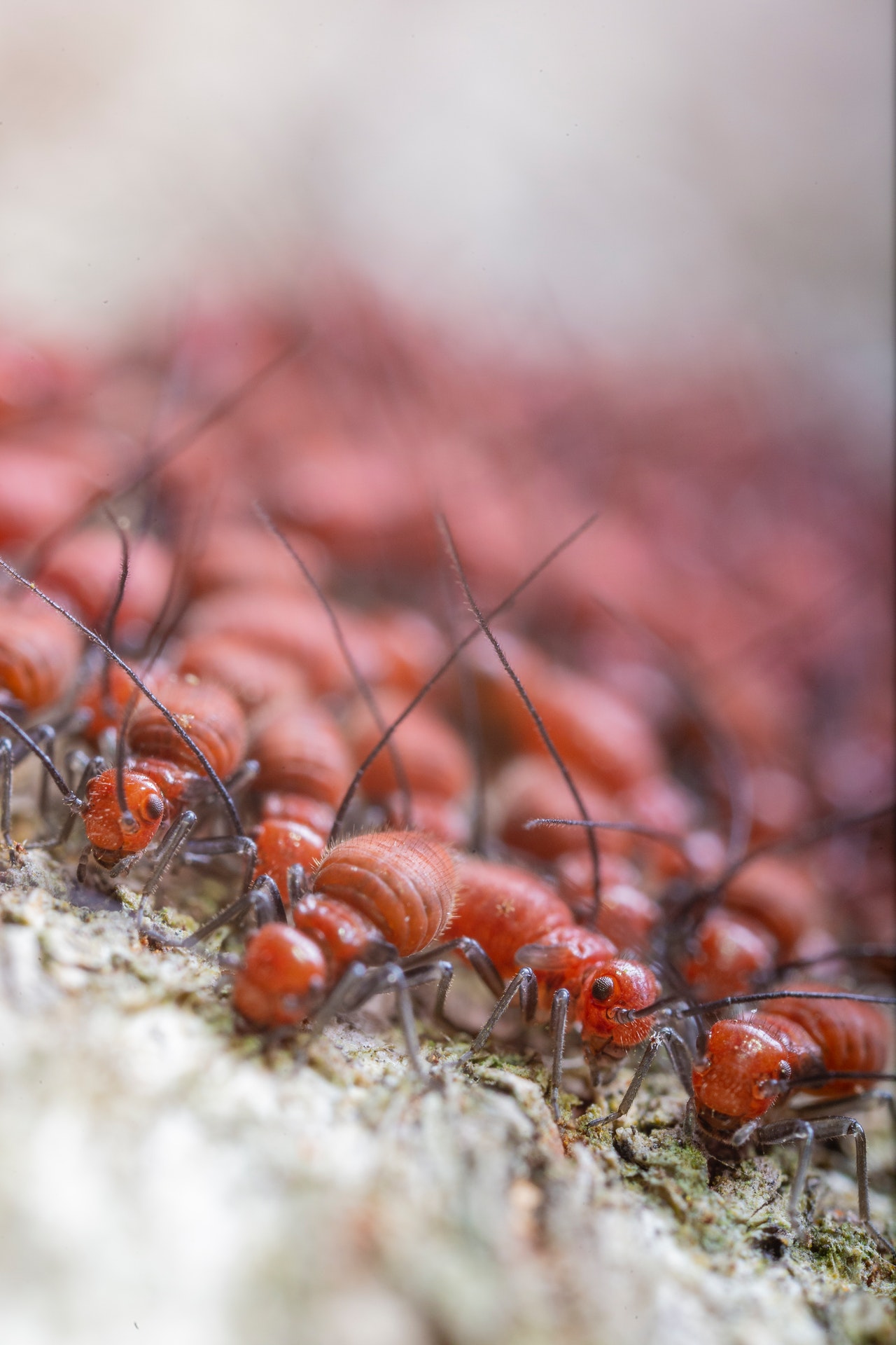 Top 5 Signs of a Termite Infestation in Your Home · Life Made Easier